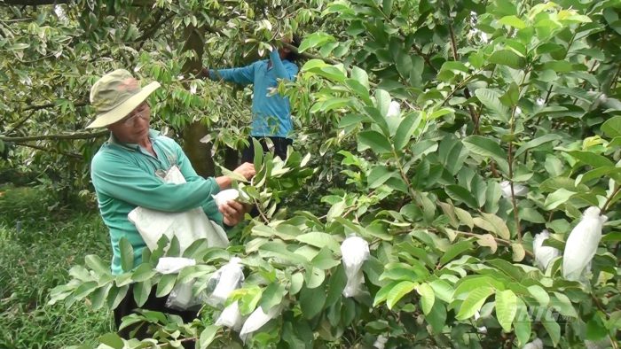 Một ông nông dân Tiền Giang trồng xen canh sầu riêng với cây ổi kiểu gì mà hễ có trái là ra tiền tỷ?- Ảnh 2.